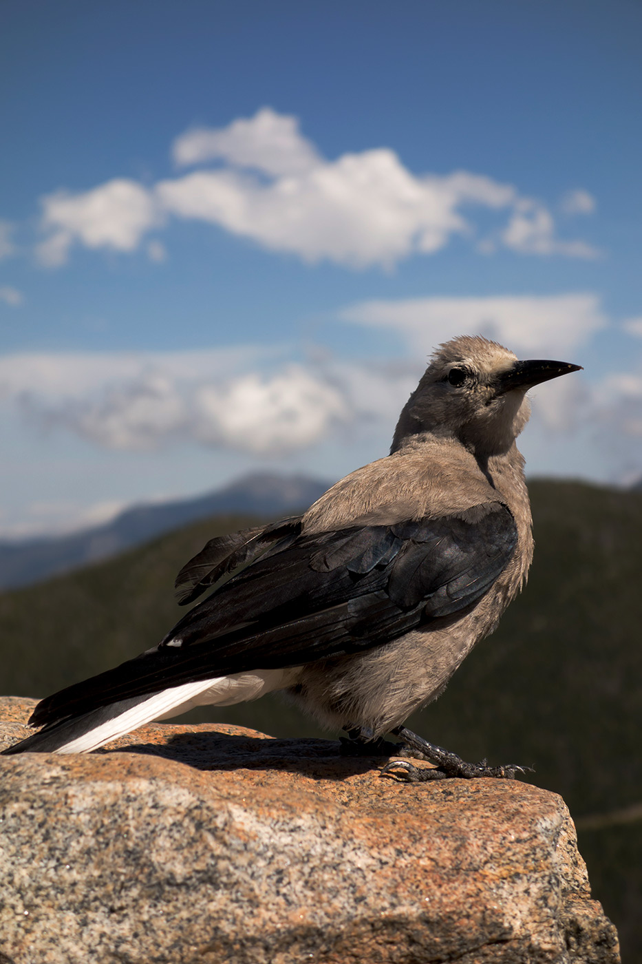 Rocky Mountain National Park - Bird at 12,000 Feet (2014)