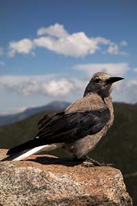 Rocky Mountain National Park - Bird at 12,000 Feet (2014)